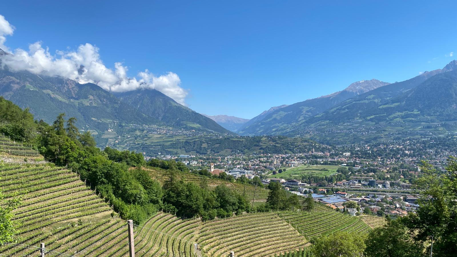 Blick über Weinberge in ein Südtiroler Tal mit Bergen im Hintergrund